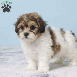 Clarissa, Teddy Bear Puppy